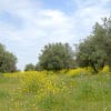 Olivar de Valdemoro Olivar de Valdemoro